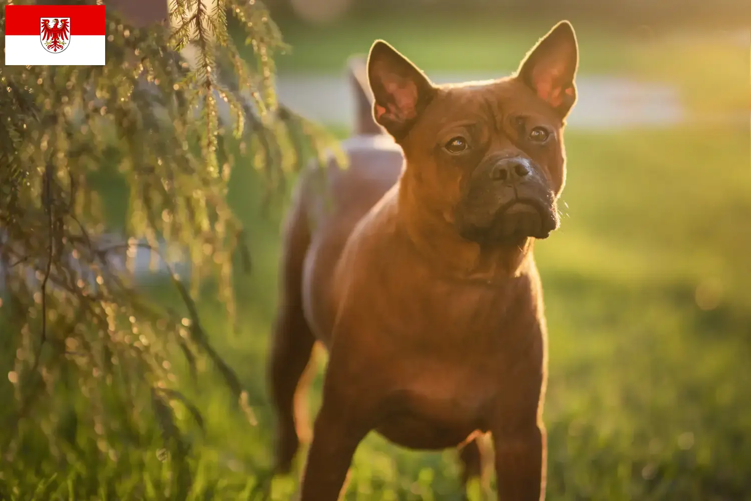 Read more about the article Chinese Chongqing Dog breeders and puppies in Brandenburg