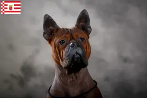 Read more about the article Chinese Chongqing Dog breeder and puppies in Hamburg