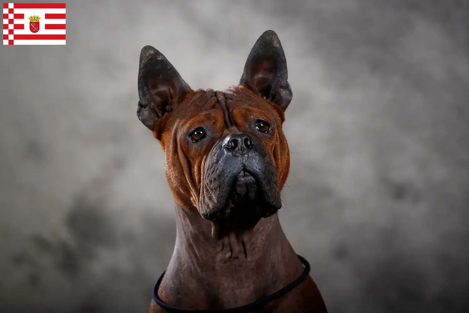 Read more about the article Chinese Chongqing Dog breeder and puppies in Bremen
