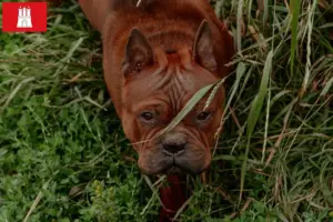 Read more about the article Chinese Chongqing Dog breeder and puppies in Hamburg