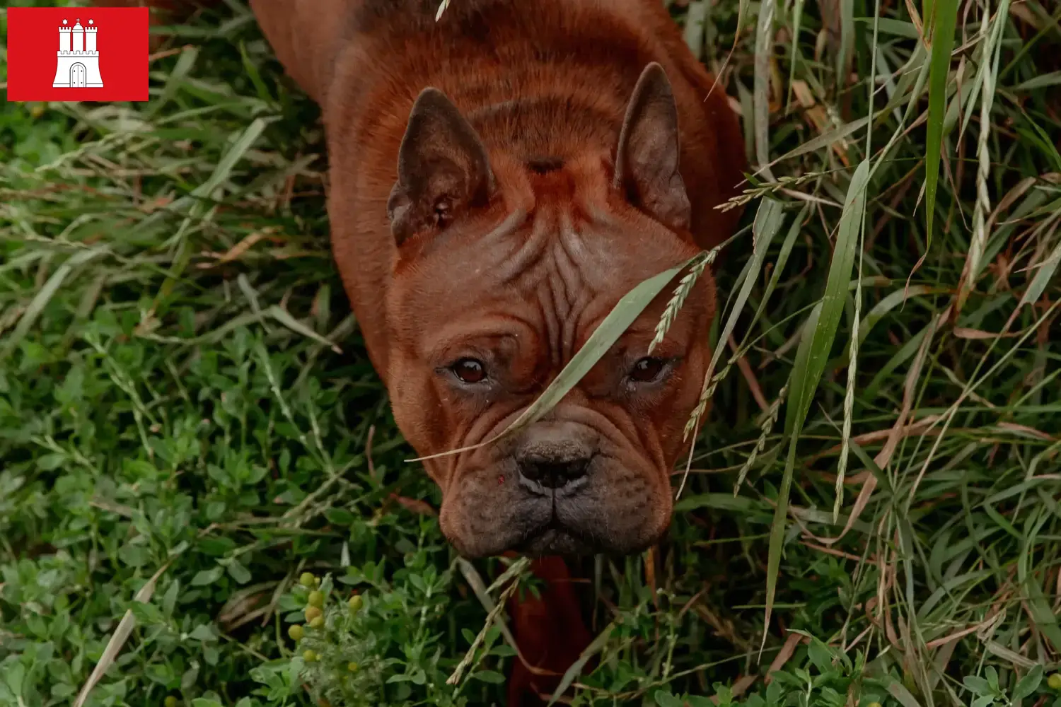 Read more about the article Chinese Chongqing Dog breeder and puppies in Hamburg