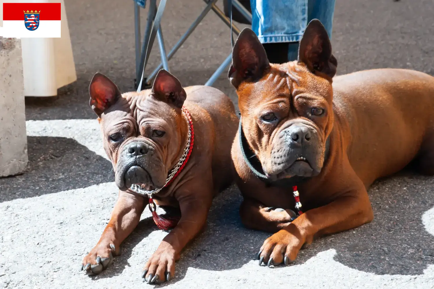 Read more about the article Chinese Chongqing Dog breeders and puppies in Hessen