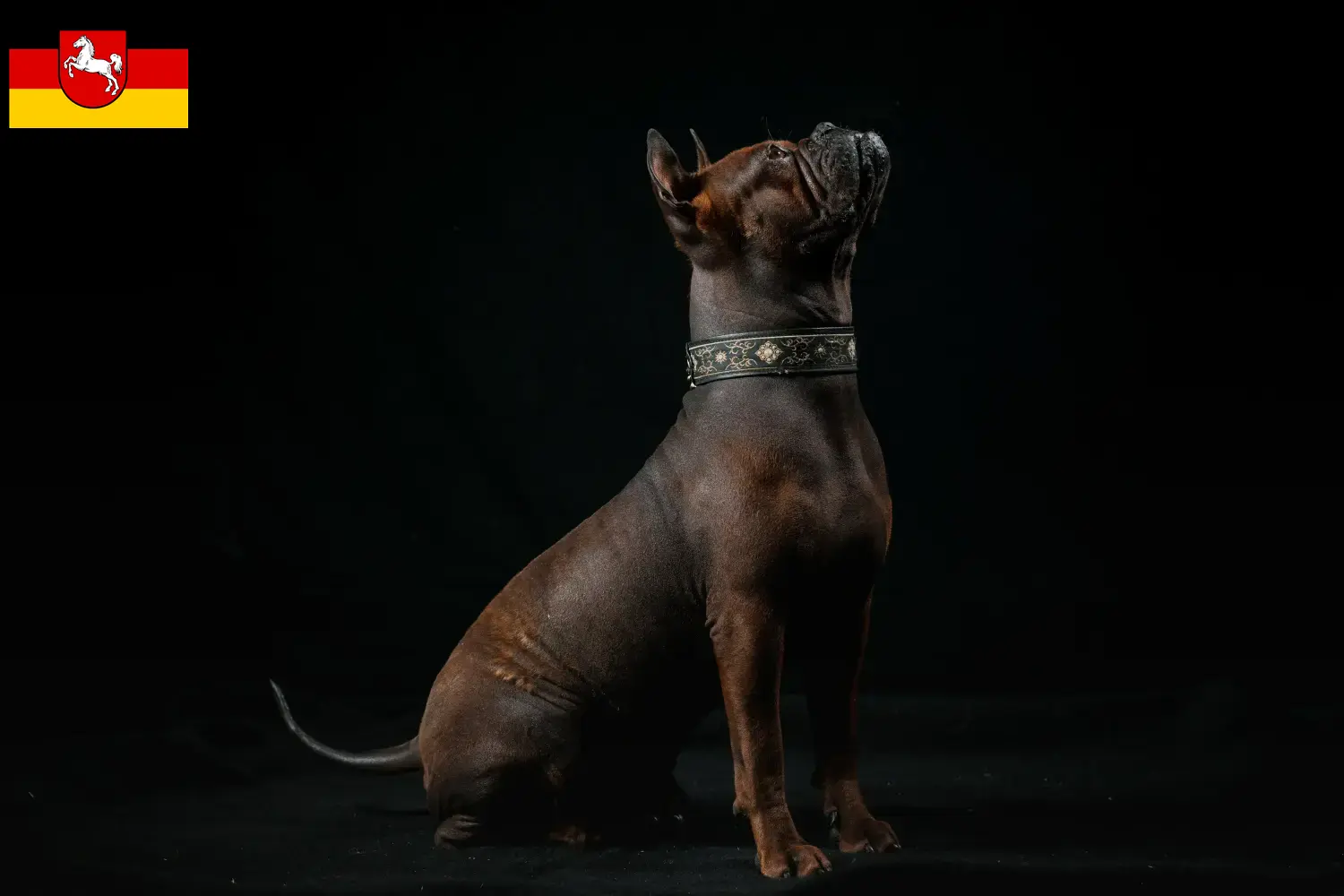 Read more about the article Chinese Chongqing Dog breeders and puppies in North Rhine-Westphalia