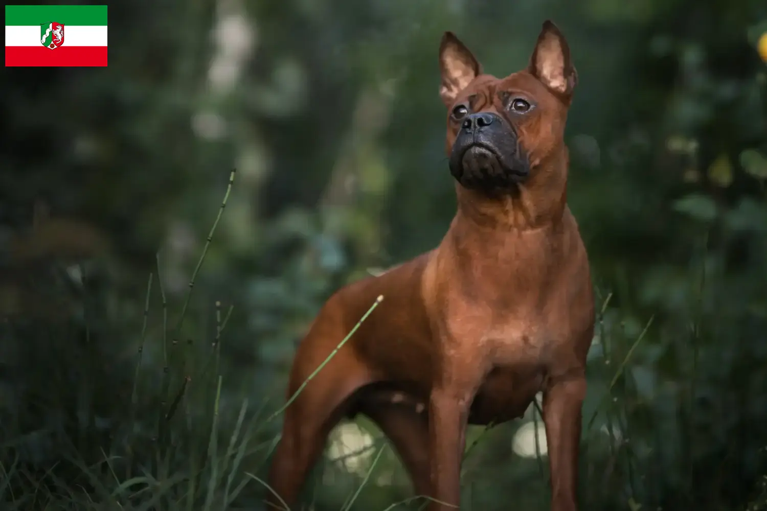 Read more about the article Chinese Chongqing Dog breeders and puppies in Rhineland-Palatinate