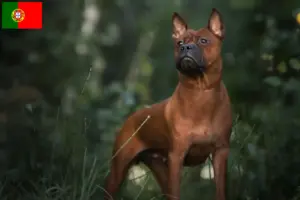 Read more about the article Chinese Chongqing Dog Breeder