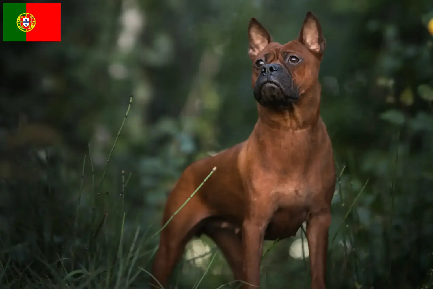 Read more about the article Chinese Chongqing Dog breeders and puppies in Portugal