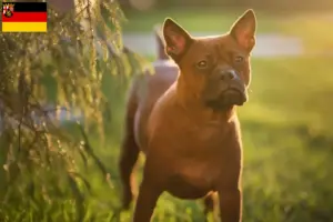 Read more about the article Chinese Chongqing Dog breeder and puppies in Saarland