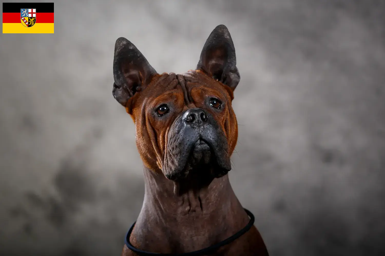 Read more about the article Chinese Chongqing Dog breeders and puppies in Saxony