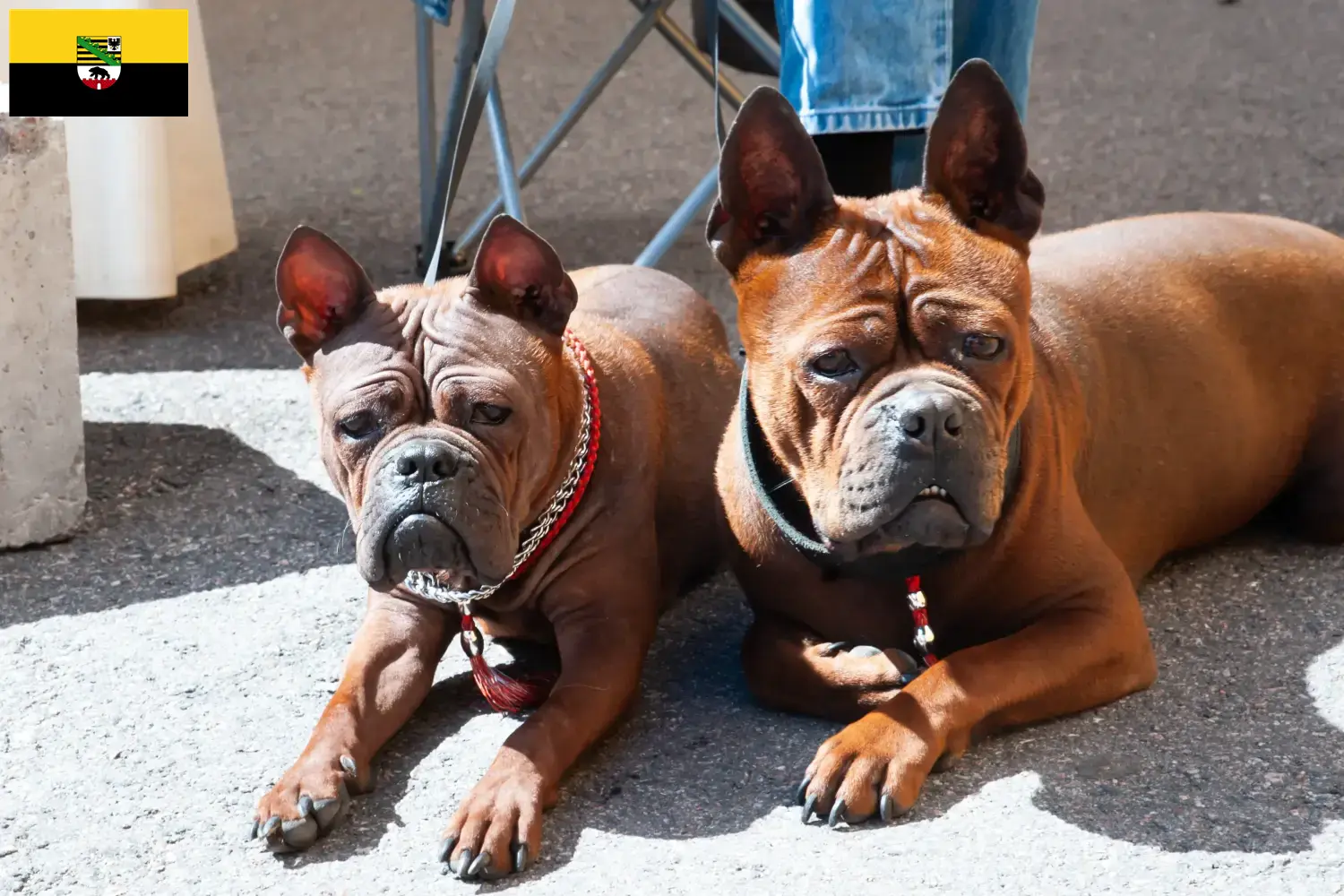 Read more about the article Chinese Chongqing Dog breeders and puppies in Schleswig-Holstein