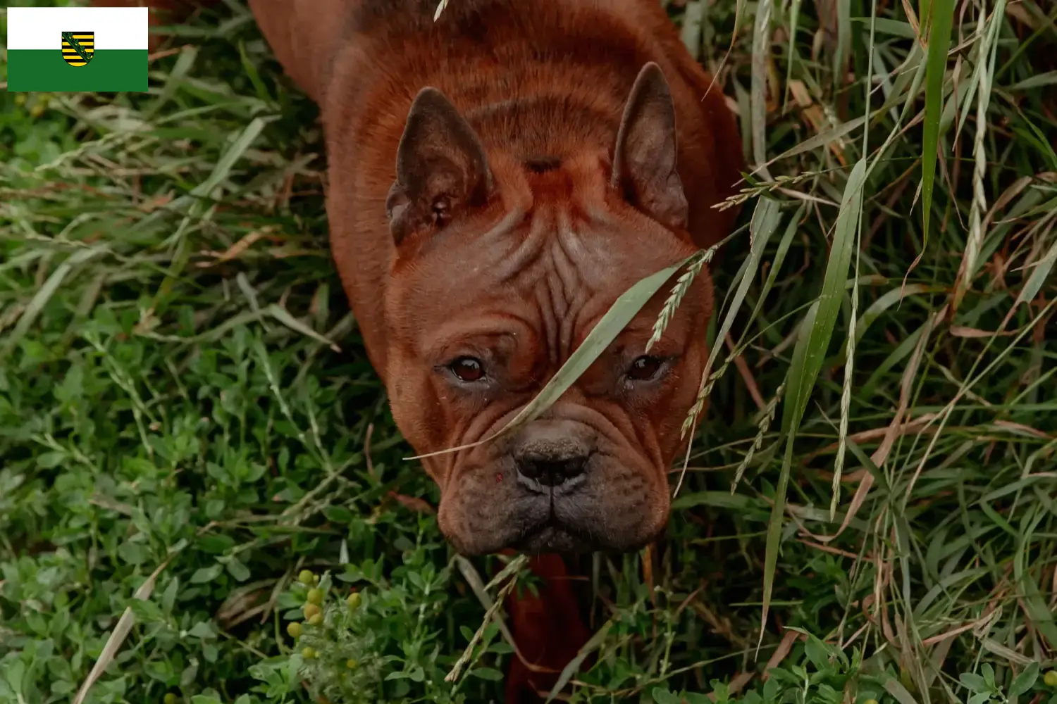 Chinese Chongqing Dog puppies and breeders Saxony Find Chinese Chongqing Dogs breeders in Saxony here.
