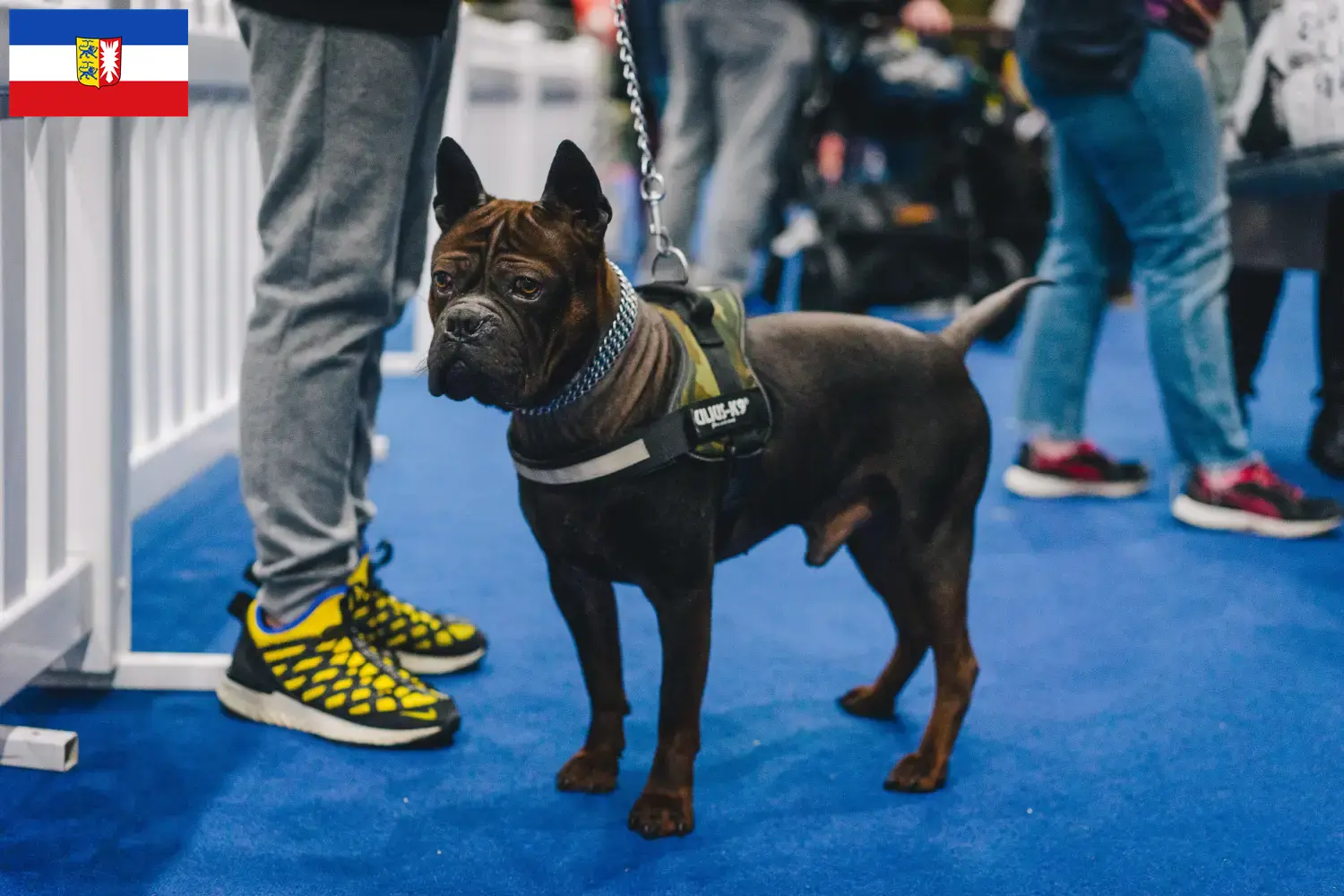 Read more about the article Chinese Chongqing Dog breeder and puppies in Thuringia