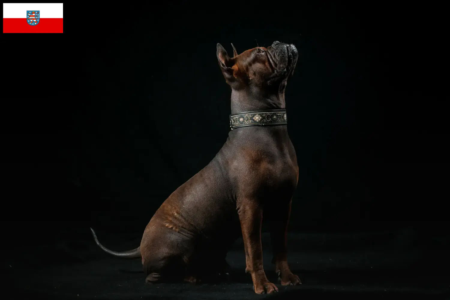 Read more about the article Chinese Chongqing Dog breeder and puppies in Thuringia
