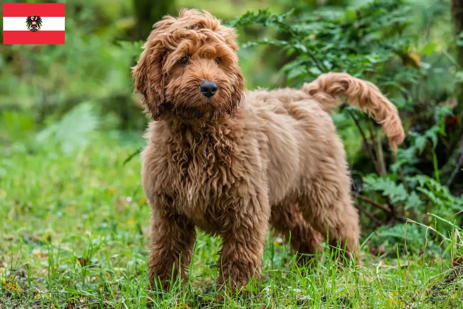 Cockapoo puppies and breeders Austria Here you can find Cockapoos breeders in Austria.