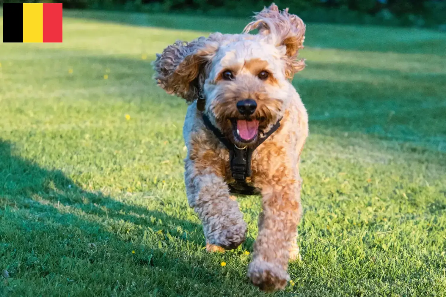 Read more about the article Cockapoo breeders and puppies in Belgium
