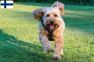 Read more about the article Cockapoo breeders and puppies in Finland