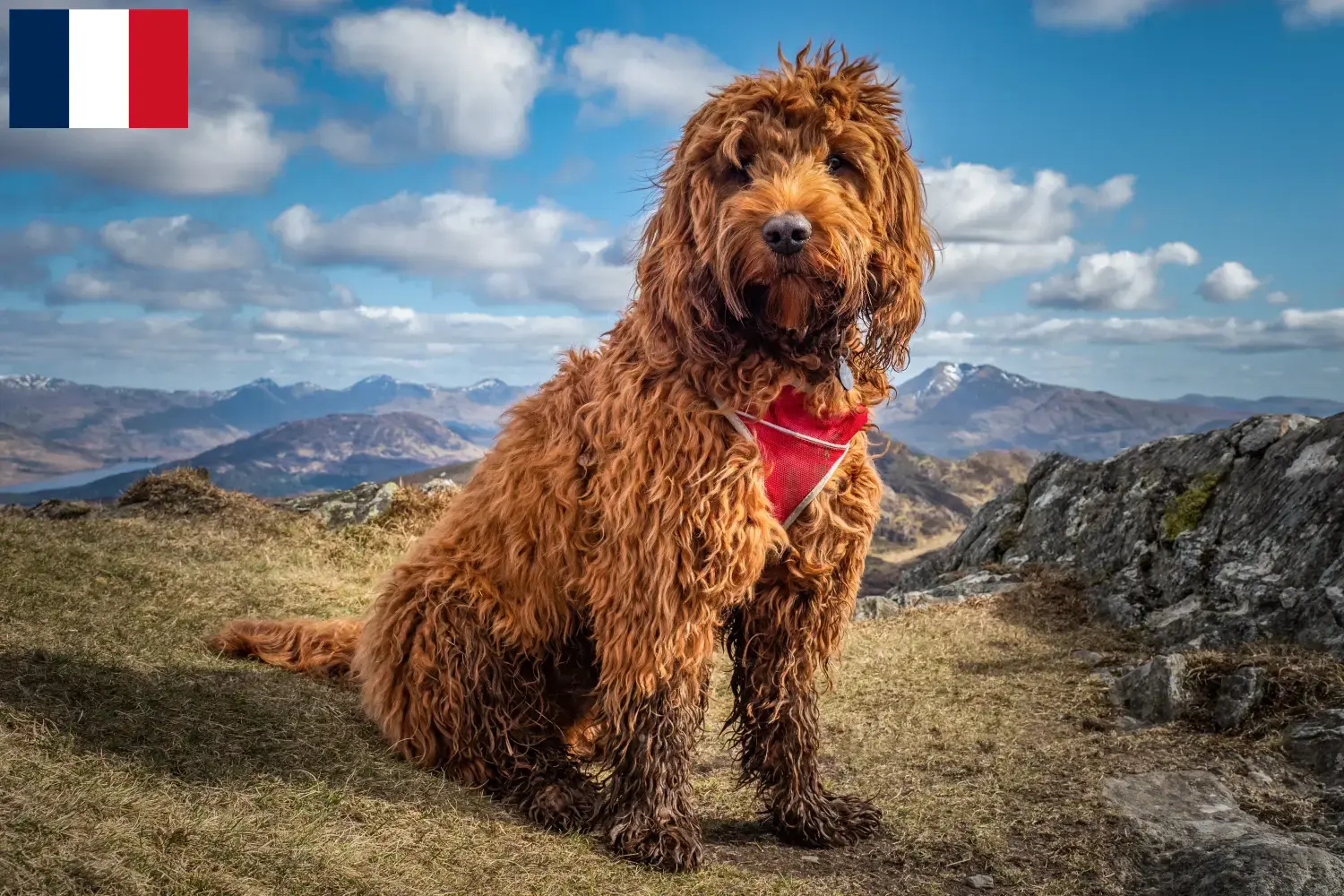 Cockapoo puppies and breeders France Here you can find Cockapoos breeders in France.