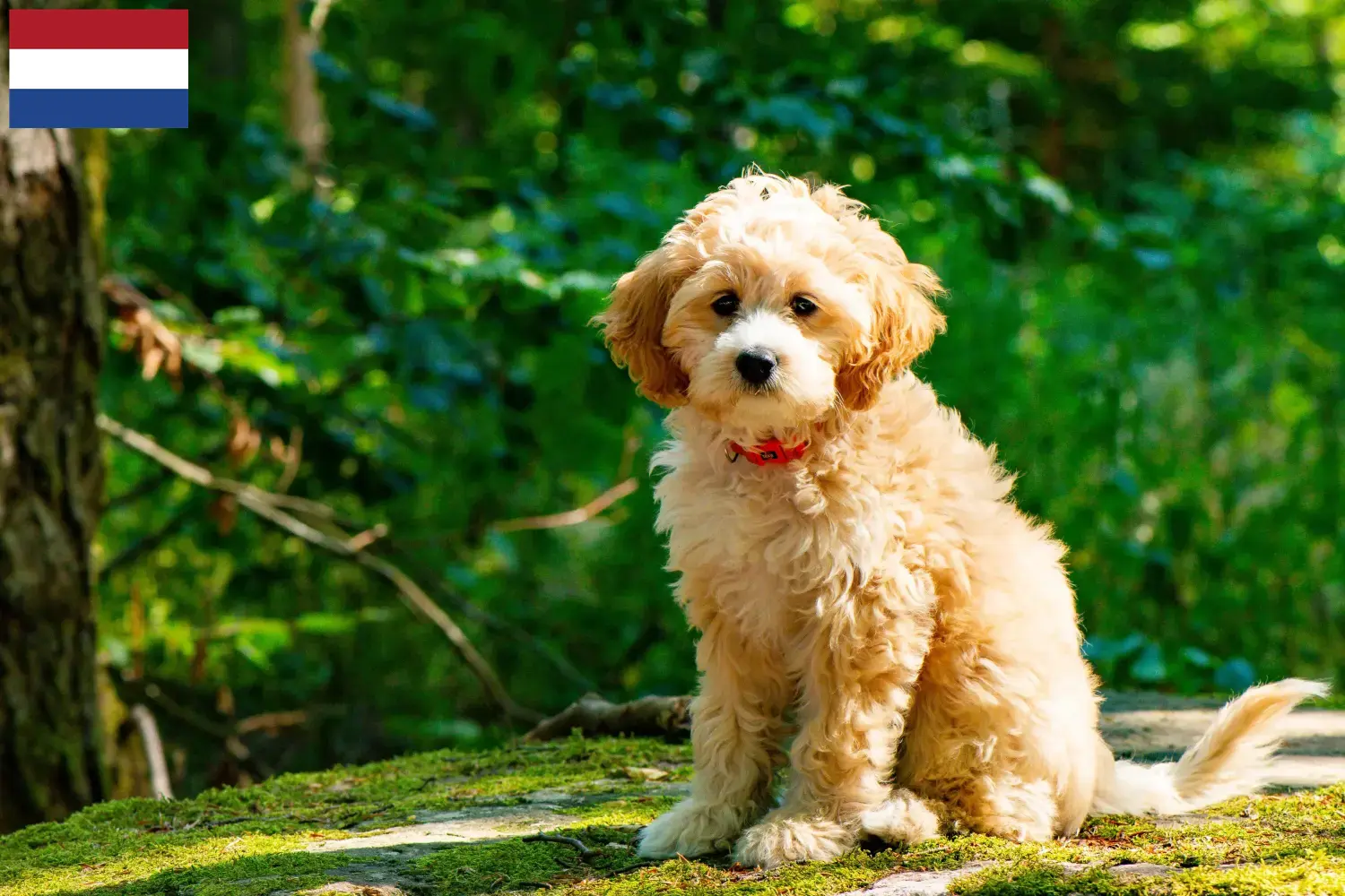 Cockapoo puppies and breeders Netherlands Here you can find Cockapoos breeders in the Netherlands.