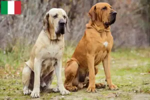 Read more about the article Fila Brasileiro breeders and puppies in Italy