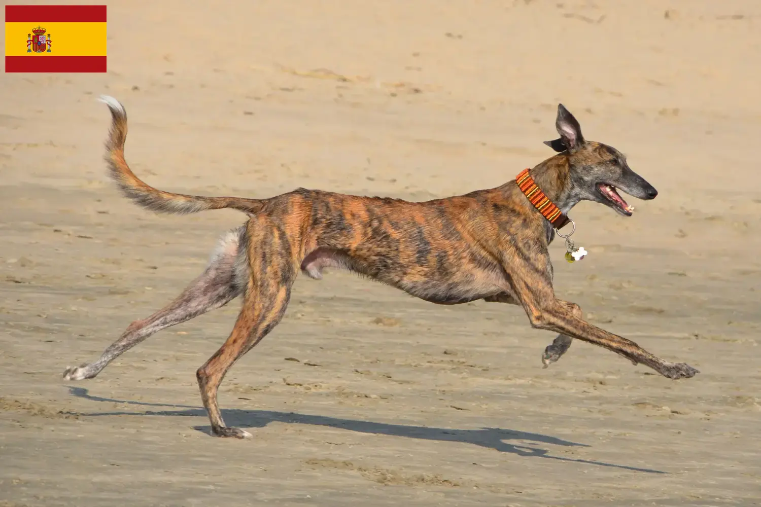 Galgo Espanol puppies and breeders Spain Here you can find Galgo Espanols breeders in Spain.
