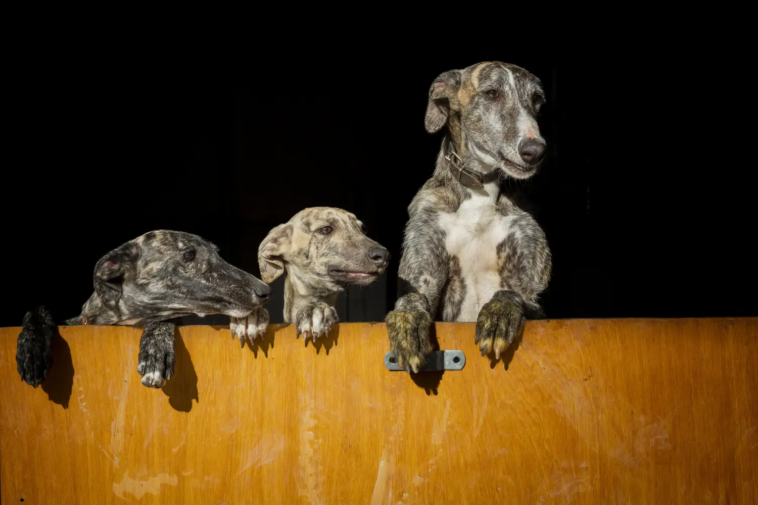 Buying a Galgo Espanol puppy means taking responsibility! Buy Galgo Espanol puppies.