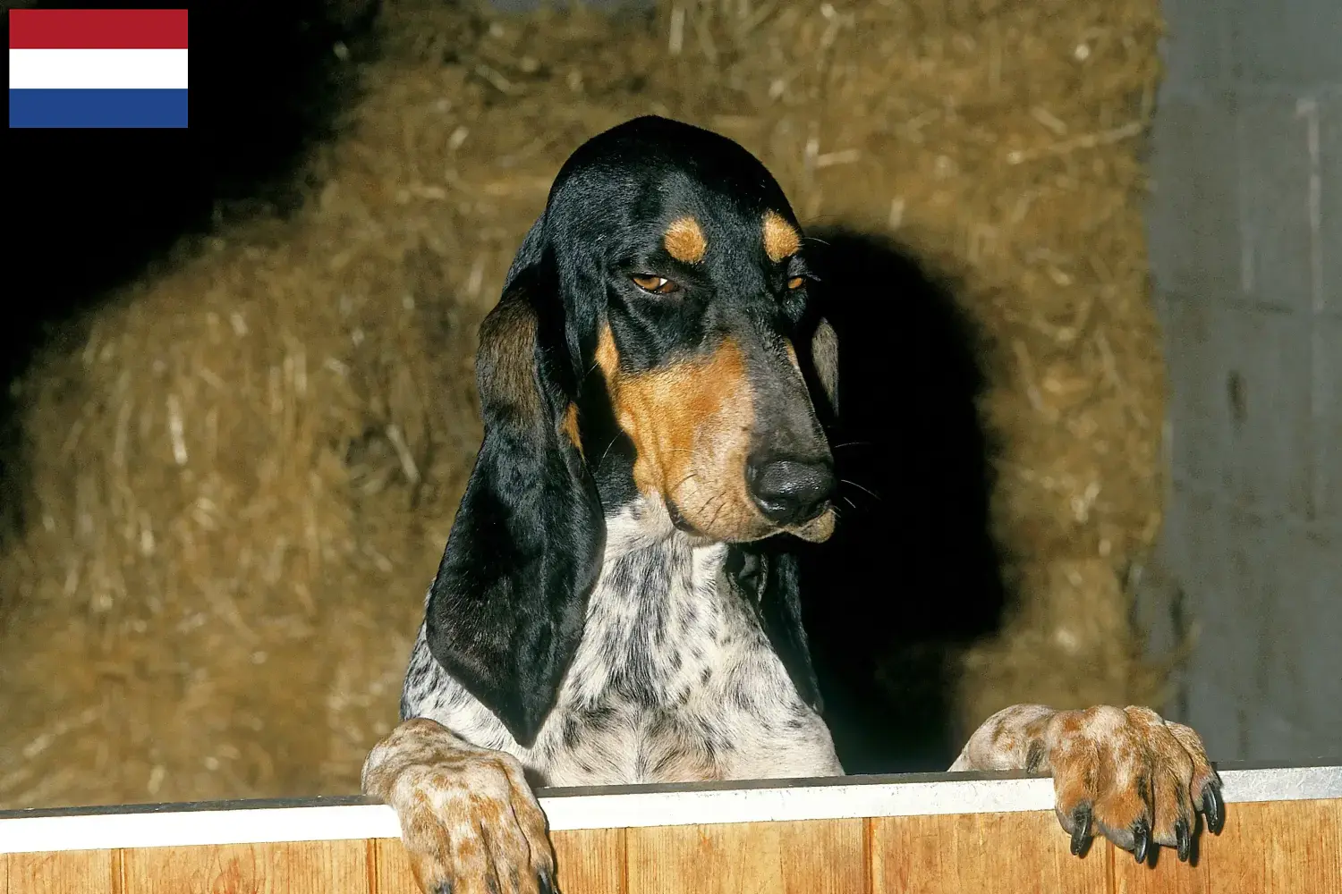 Gascon Saintongeois puppies and breeders Netherlands Here you can find Gascon Saintongeois breeders in the Netherlands.