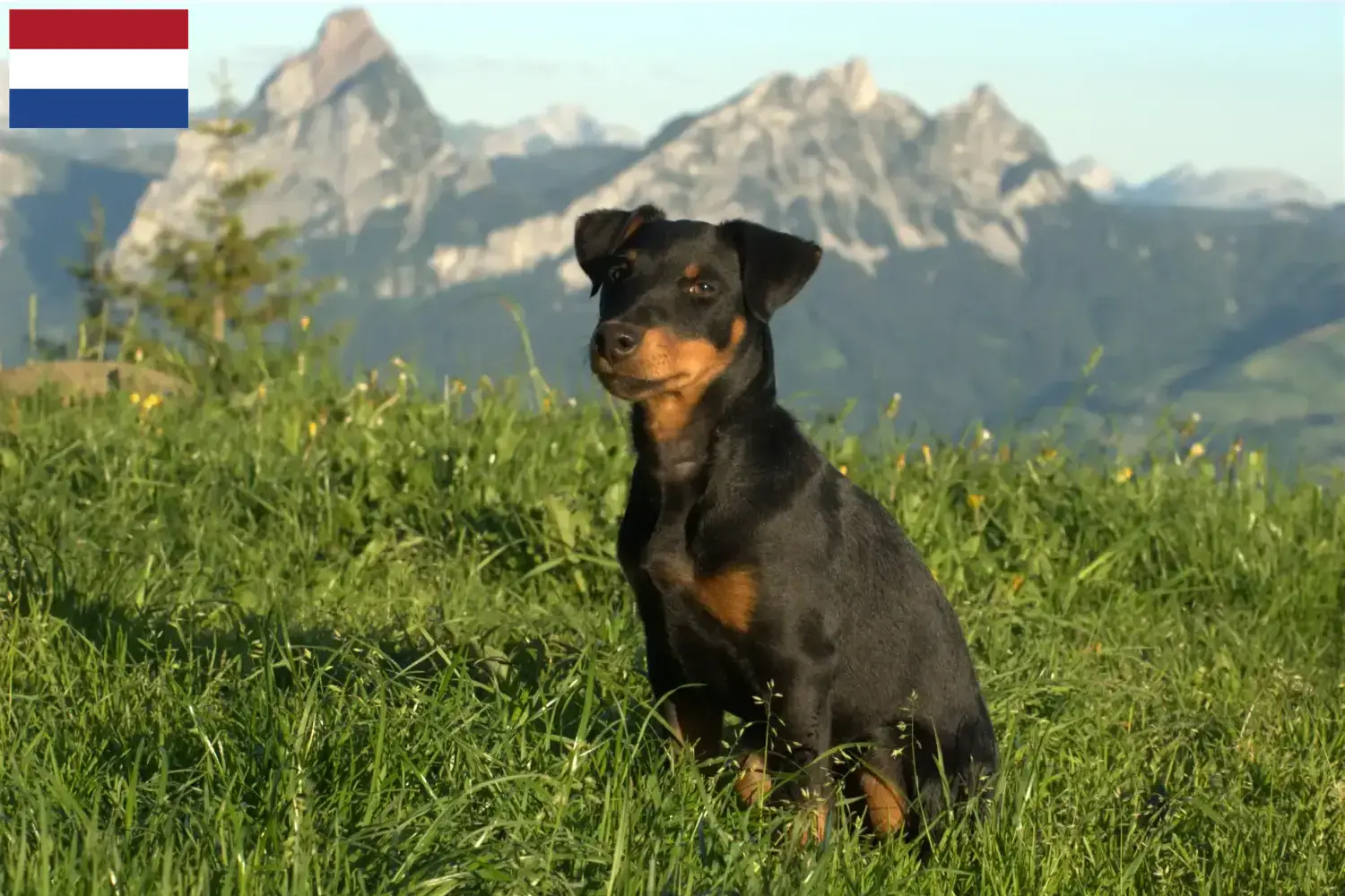 German Hunting Terrier Puppies and Breeder Netherlands Here you can find German Hunting Terrier breeders in the Netherlands.