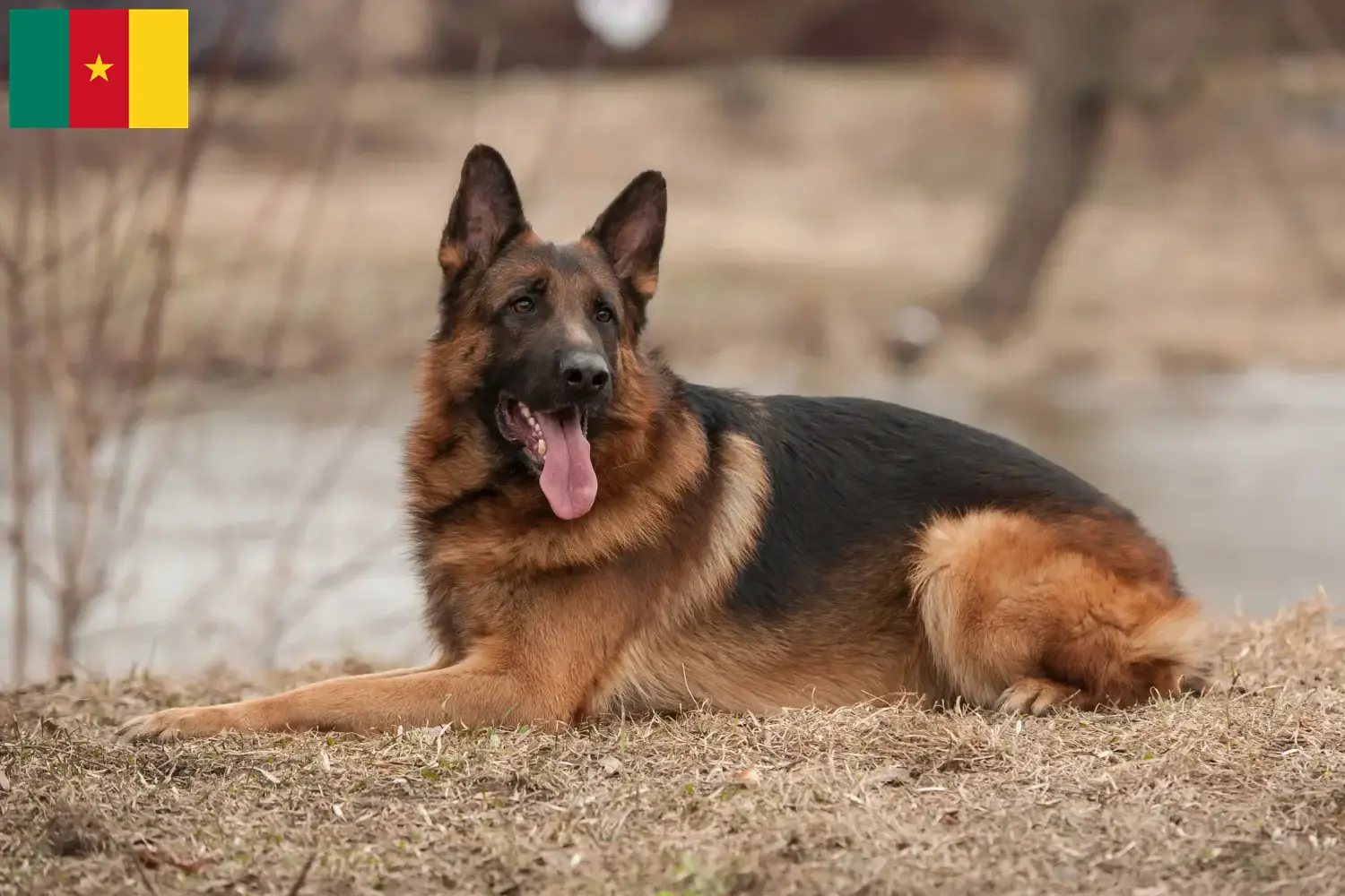 German Shepherd Puppies and Breeder Cameroon Here you can find German Shepherd Dog breeders in Cameroon.