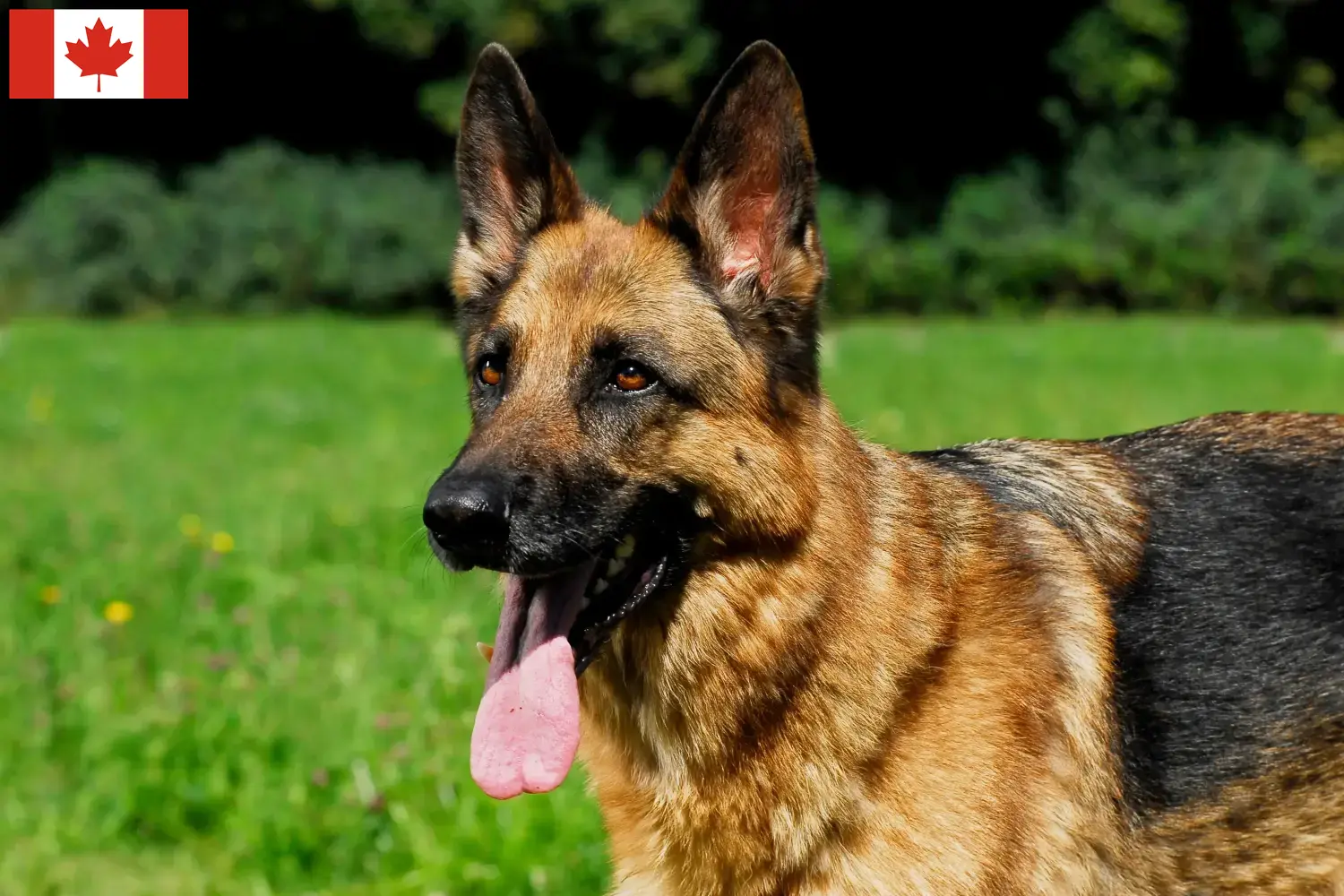 German Shepherd Puppies and Breeder Canada Here you can find German Shepherd Dog breeders in Canada.