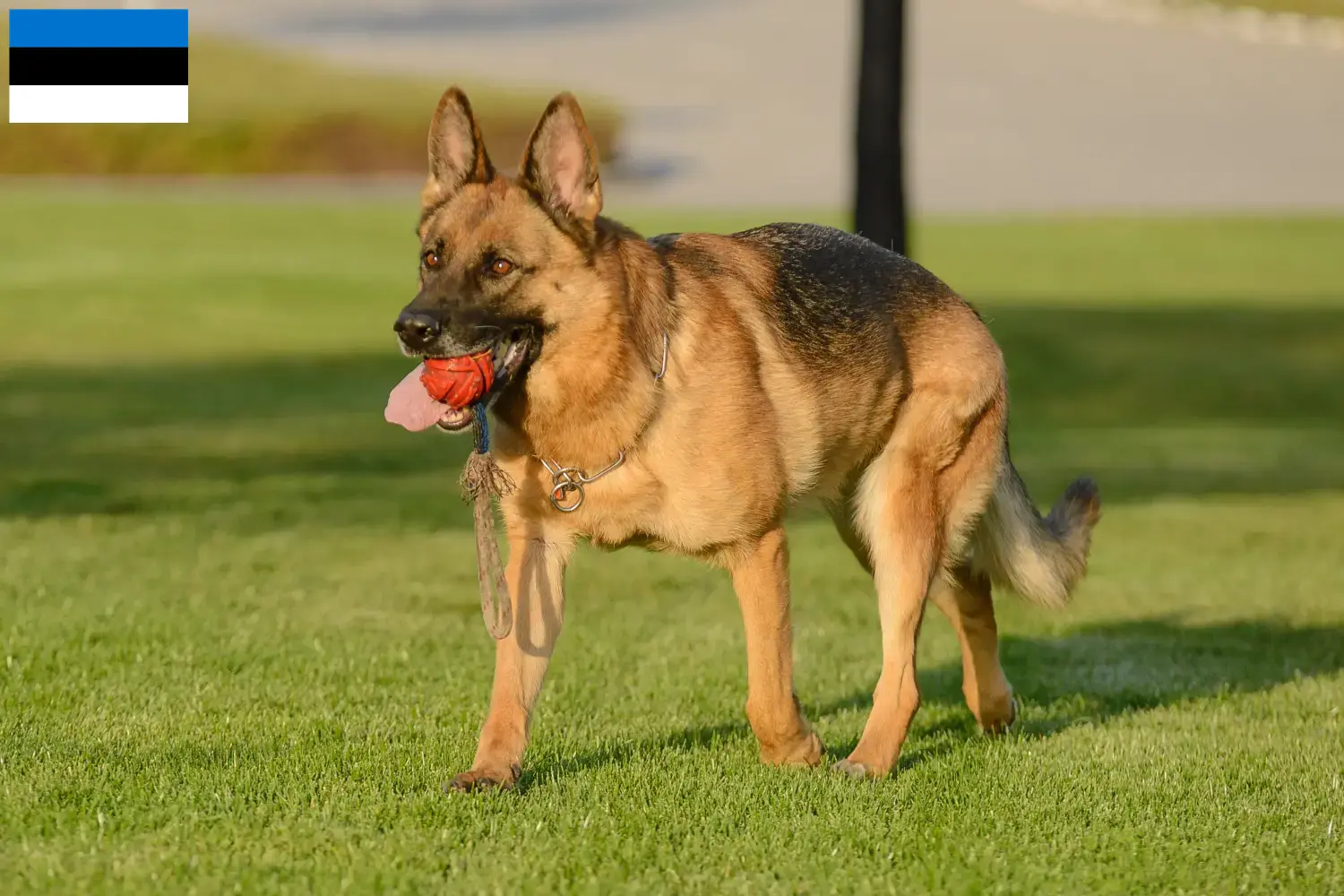 German Shepherd Puppies and Breeder Estonia Here you can find German Shepherd Dog breeders in Estonia.