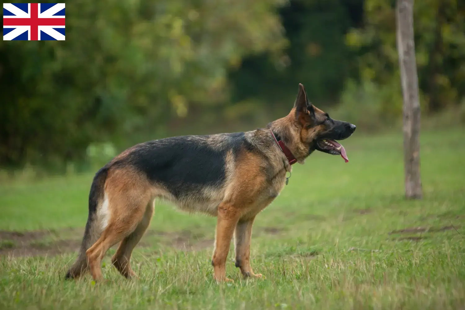 German Shepherd puppies and breeders Great Britain Here you can find German Shepherd Dog breeders in Great Britain.