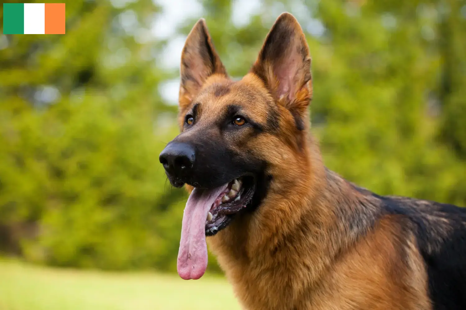 German Shepherd Puppies and Breeder Ireland Find German Shepherd Dog breeders in Ireland.