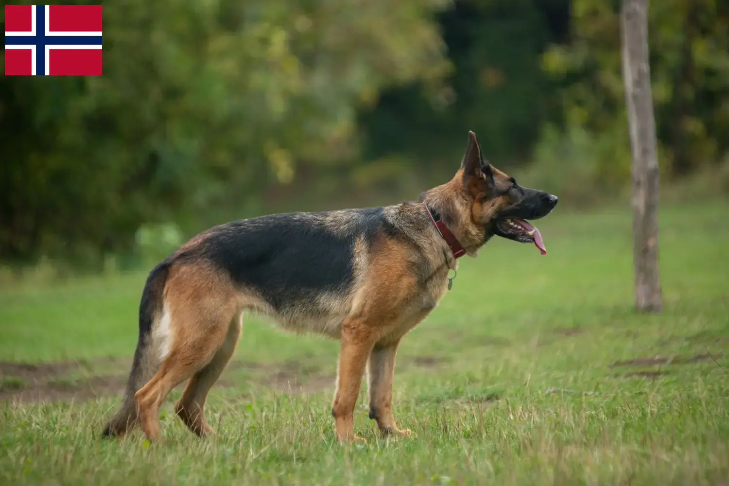 German Shepherd Puppies and Breeder Norway Here you can find German Shepherd Dog breeders in Norway.