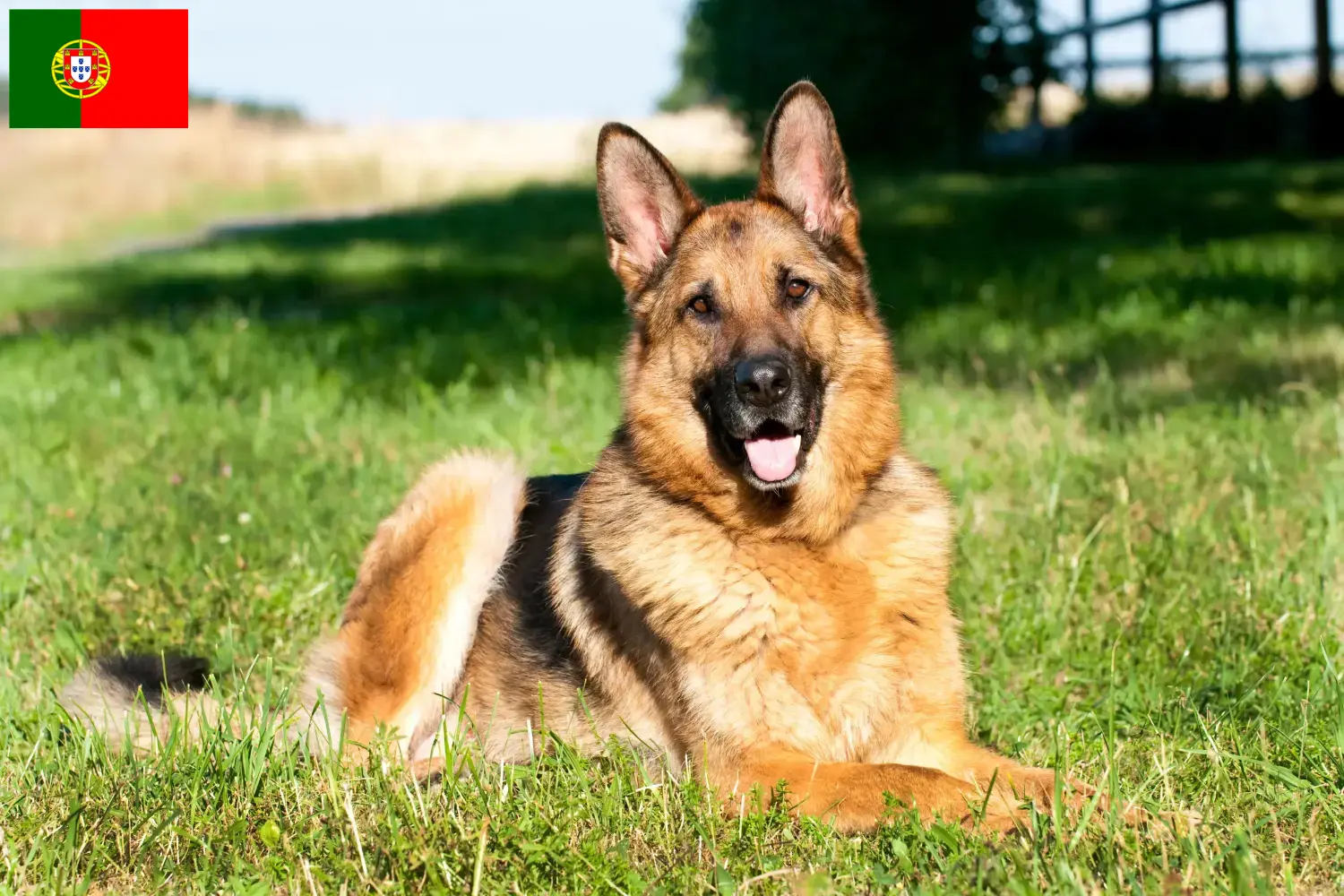 German Shepherd Puppies and Breeder Portugal Here you can find German Shepherd Dog breeders in Portugal.