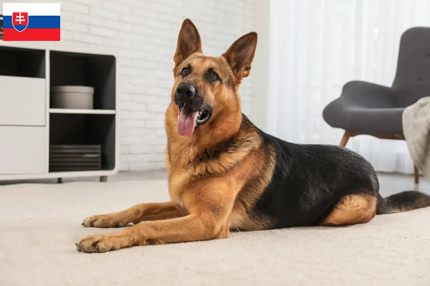 German Shepherd Puppies and Breeder Slovakia Here you can find German Shepherd Dog breeders in Slovakia.