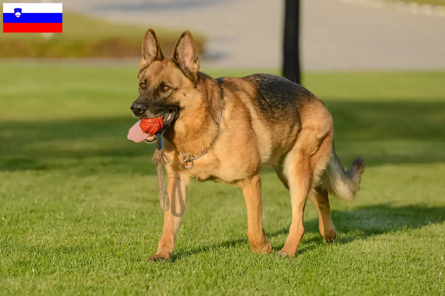 German Shepherd Puppies and Breeder Slovenia Here you can find German Shepherd Dog breeders in Slovenia.