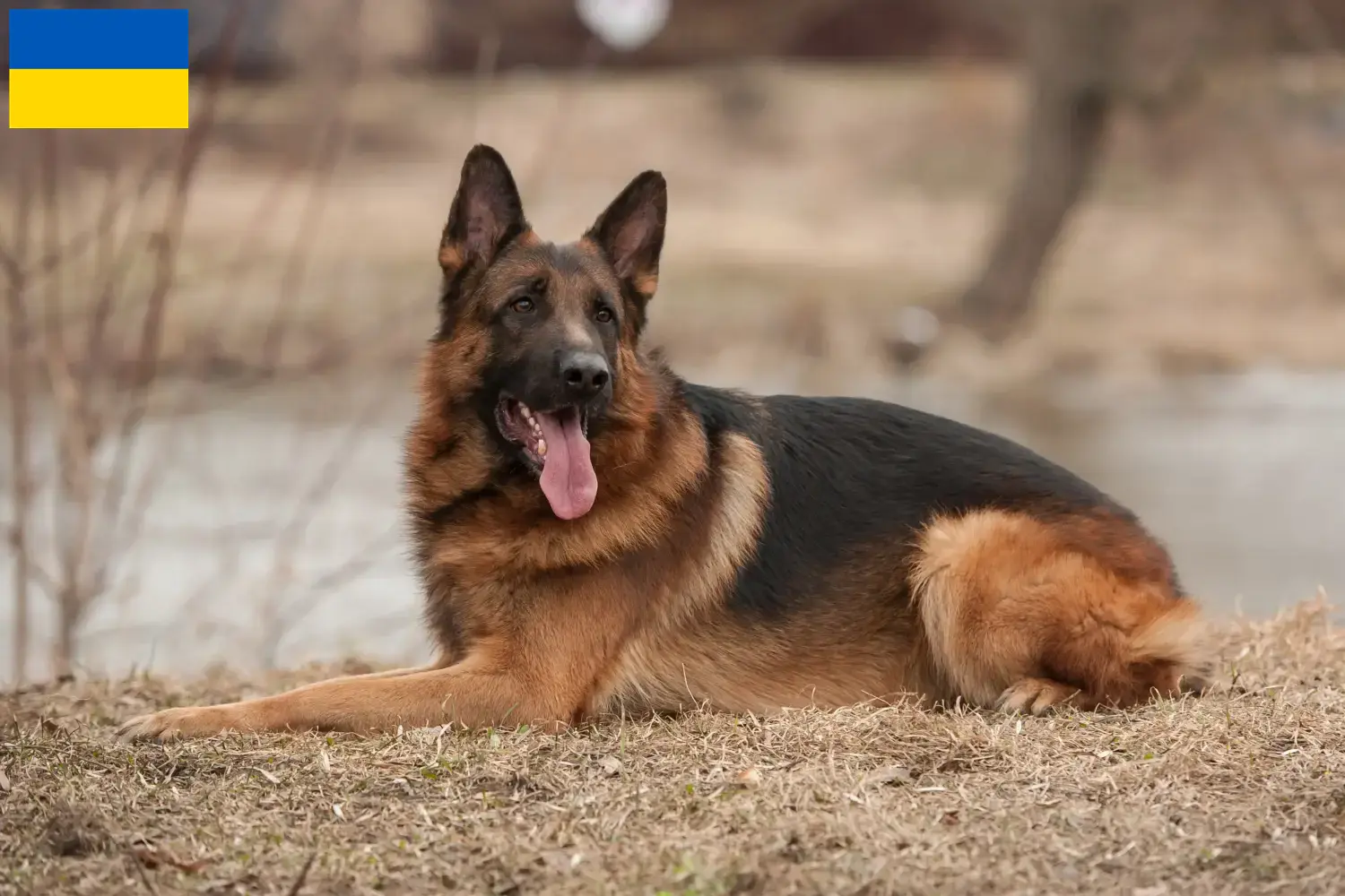 German Shepherd Puppies and Breeder Ukraine Here you can find German Shepherd Dog breeders in der Ukraine.