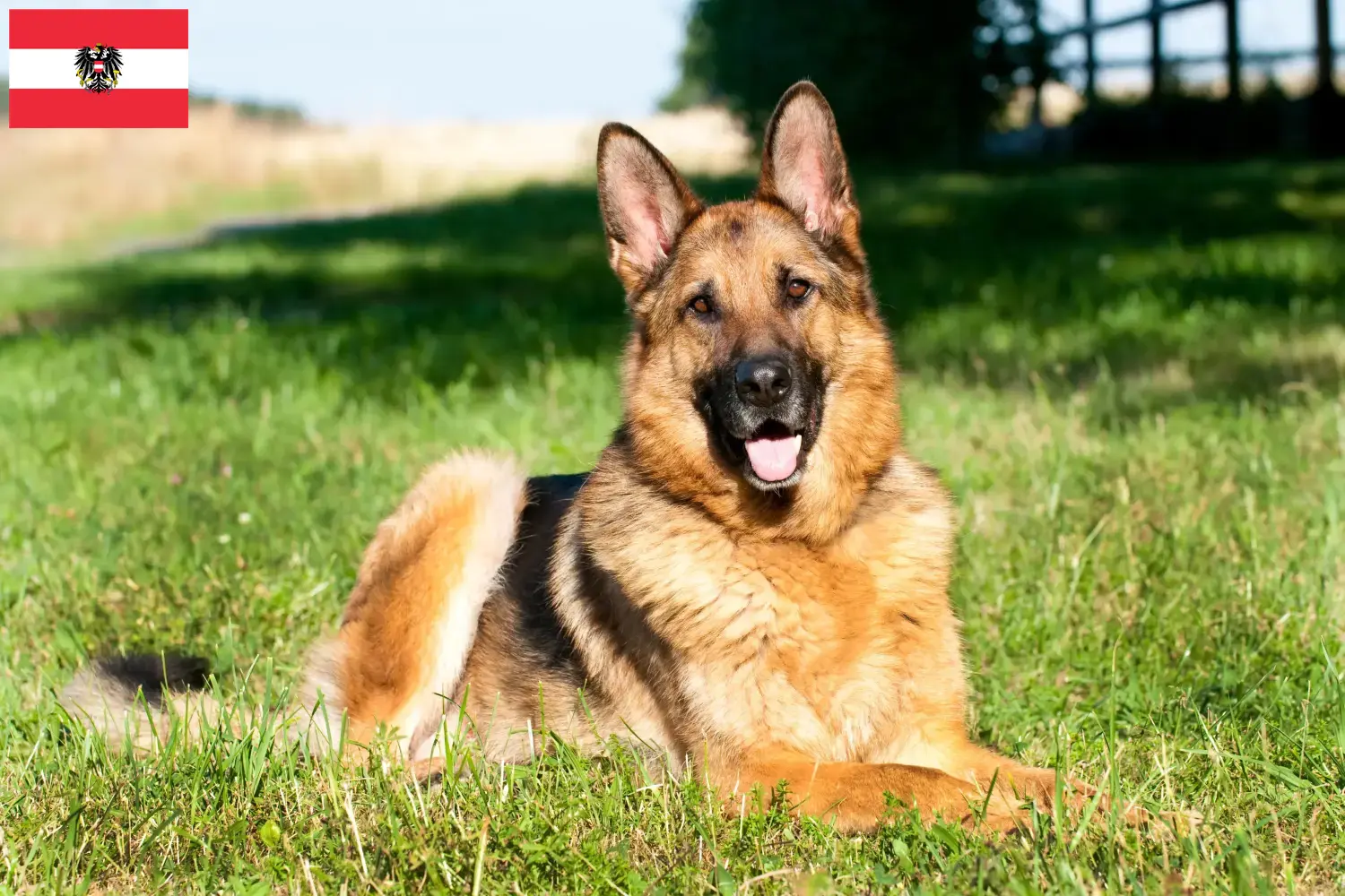 German Shepherd Puppies and Breeder Austria Here you can find German Shepherd Dog breeders in Austria.