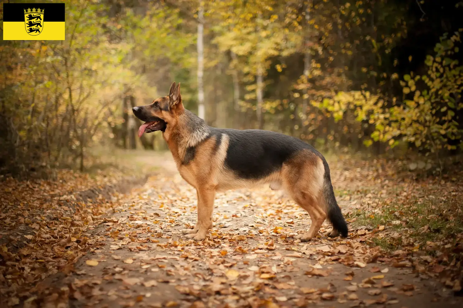 German Shepherd Puppies and Breeder Baden-Württemberg Here you can find German Shepherd Dog breeders in Baden-Württemberg.