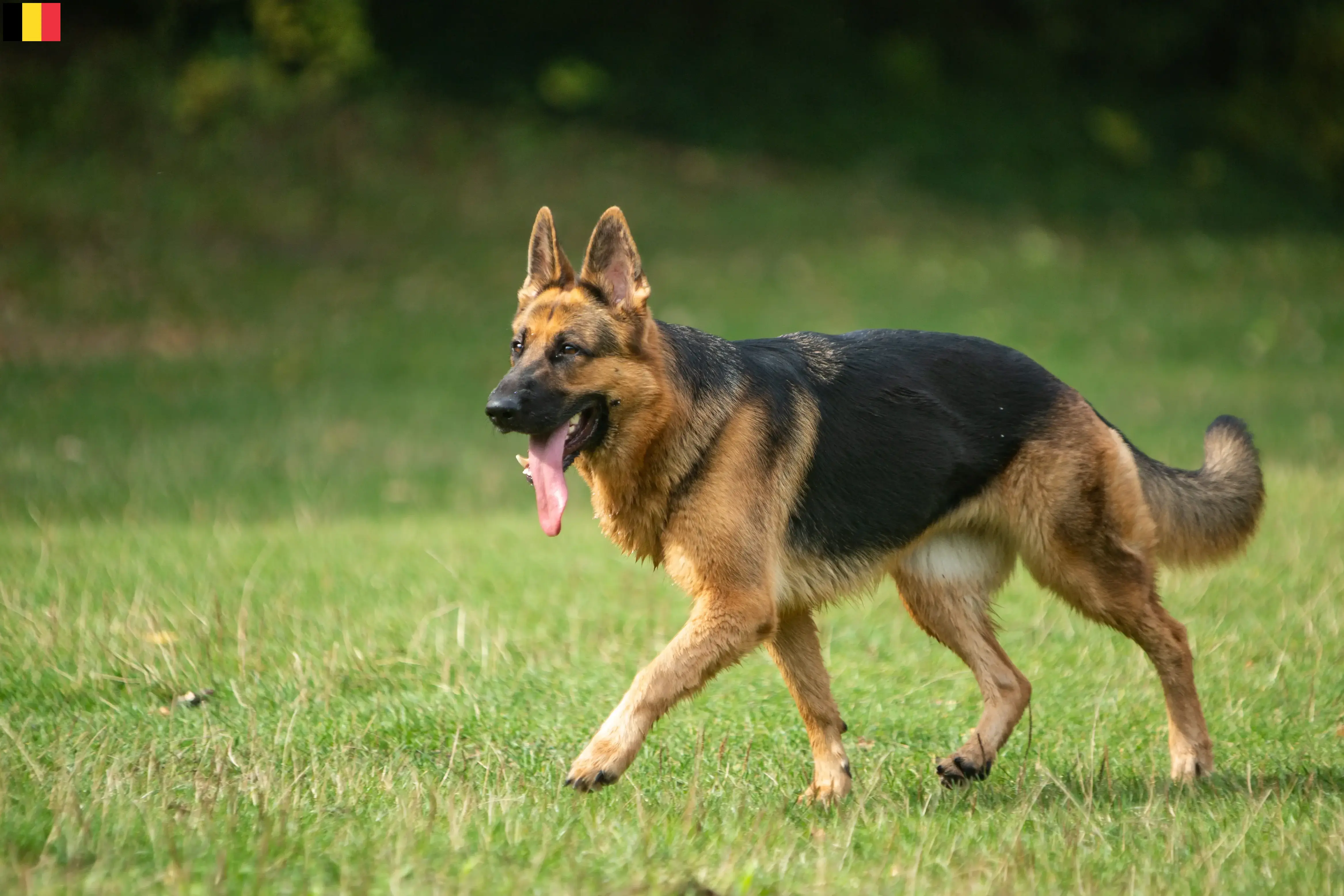 German Shepherd Puppies and Breeder Belgium Here you can find German Shepherd Dog breeders in Belgium.