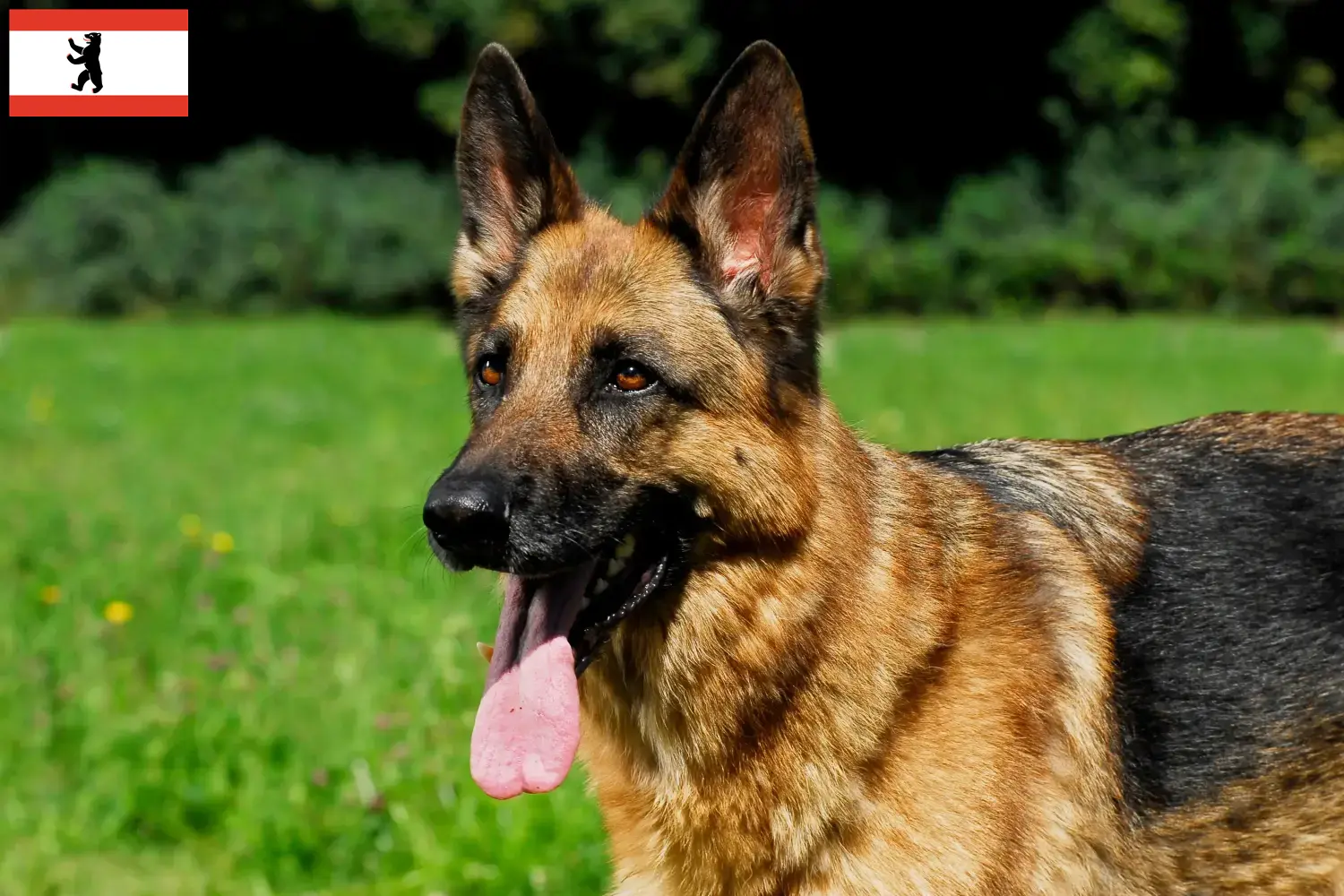 German Shepherd Puppies and Breeder Berlin Here you can find German Shepherd Dog breeders in Berlin.