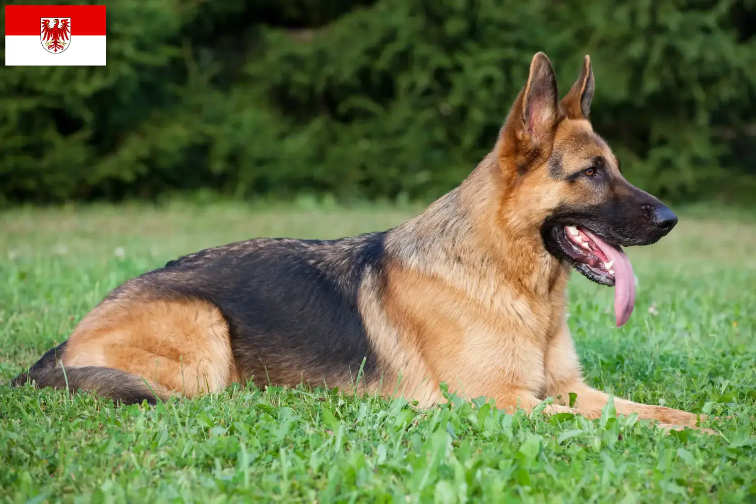German Shepherd Puppies and Breeder Brandenburg Here you can find German Shepherd Dog breeders in Brandenburg.