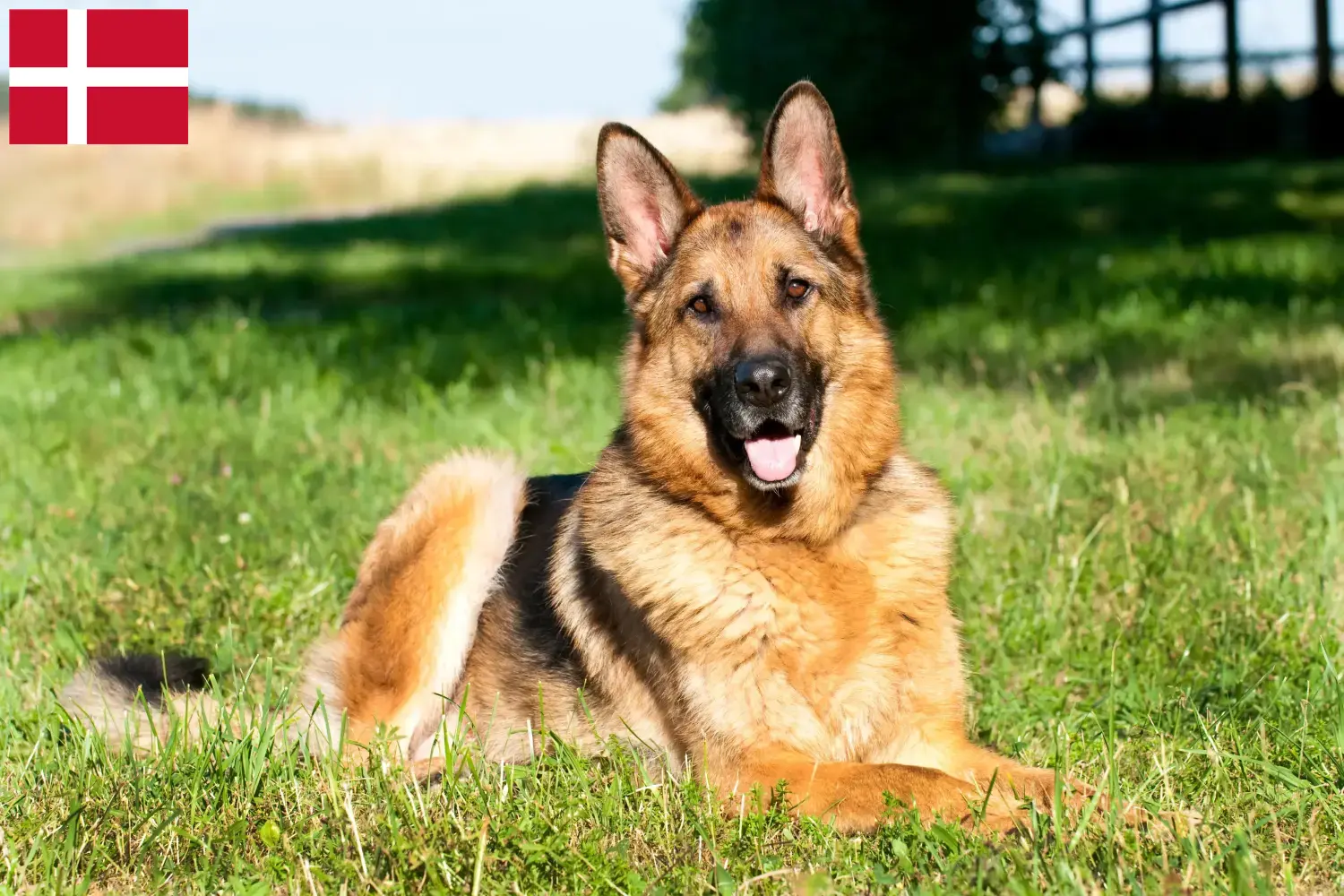 German Shepherd Puppies and Breeder Denmark Here you can find German Shepherd Dog breeders in Denmark.