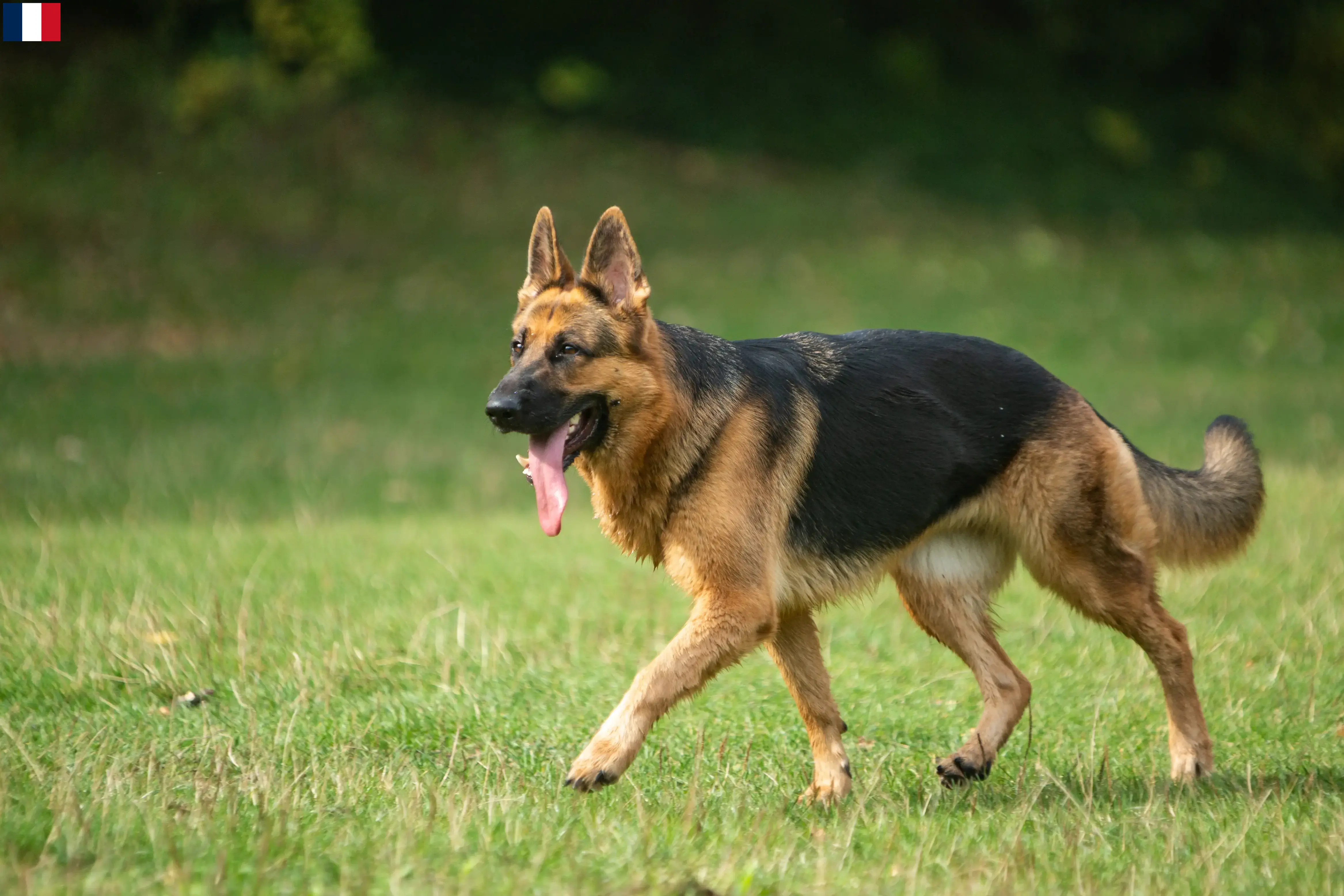 German Shepherd Puppies and Breeder France Here you can find German Shepherd Dog breeders in France.