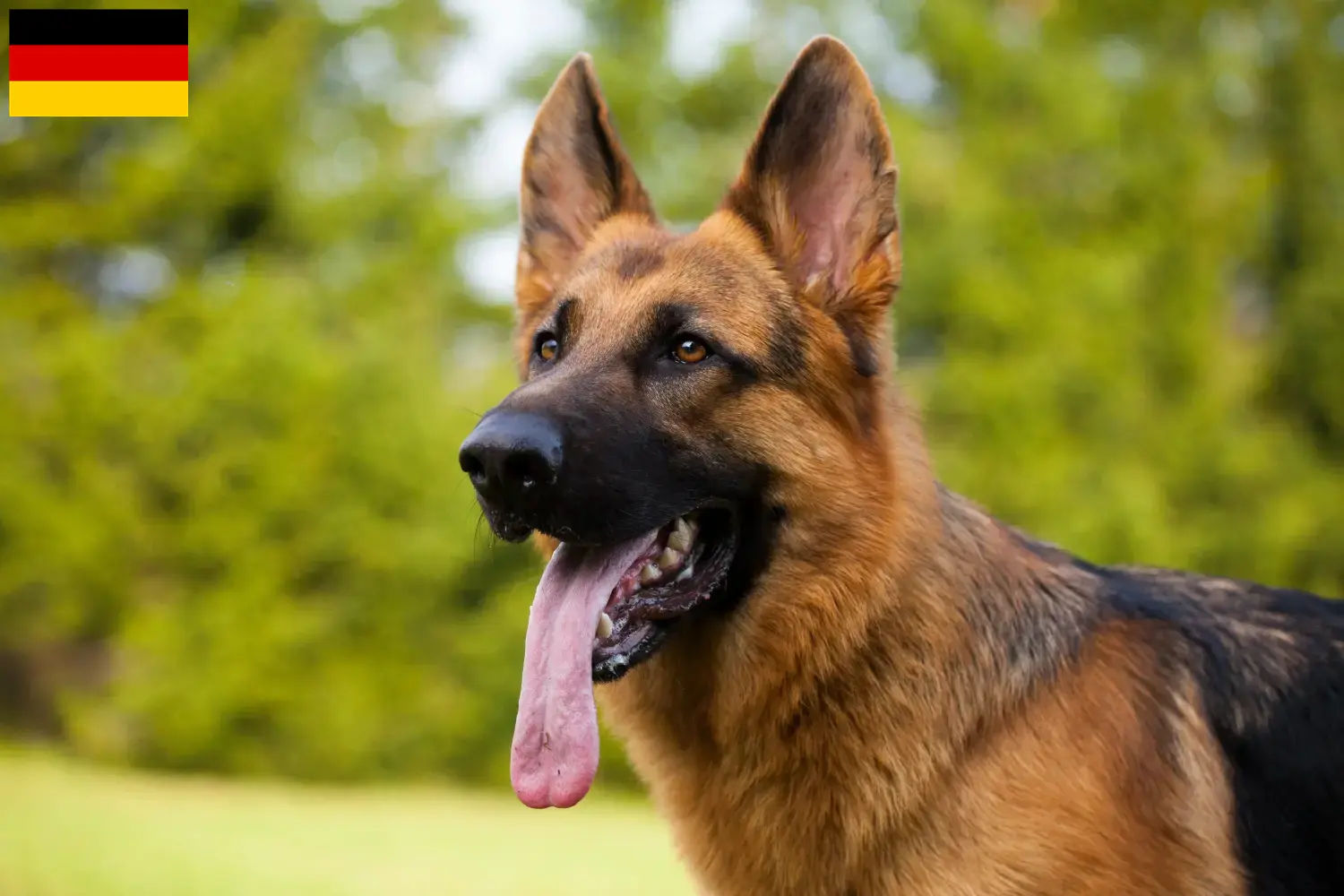 German Shepherd Puppies and Breeder Germany Here you can find German Shepherd Dog breeders in Germany.