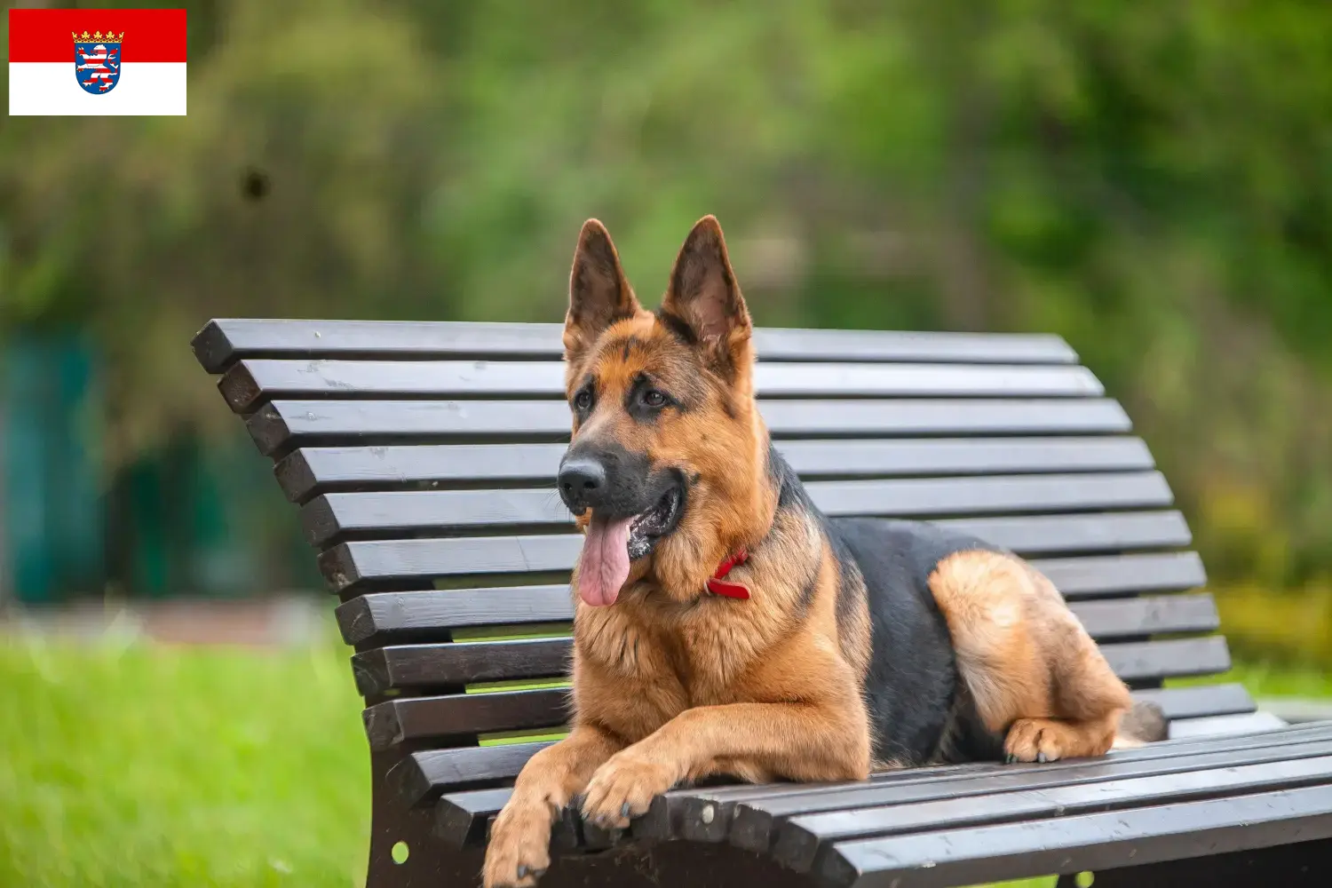 German Shepherd Puppies and Breeder Hessen Here you can find German Shepherd Dog breeders in Hessen.