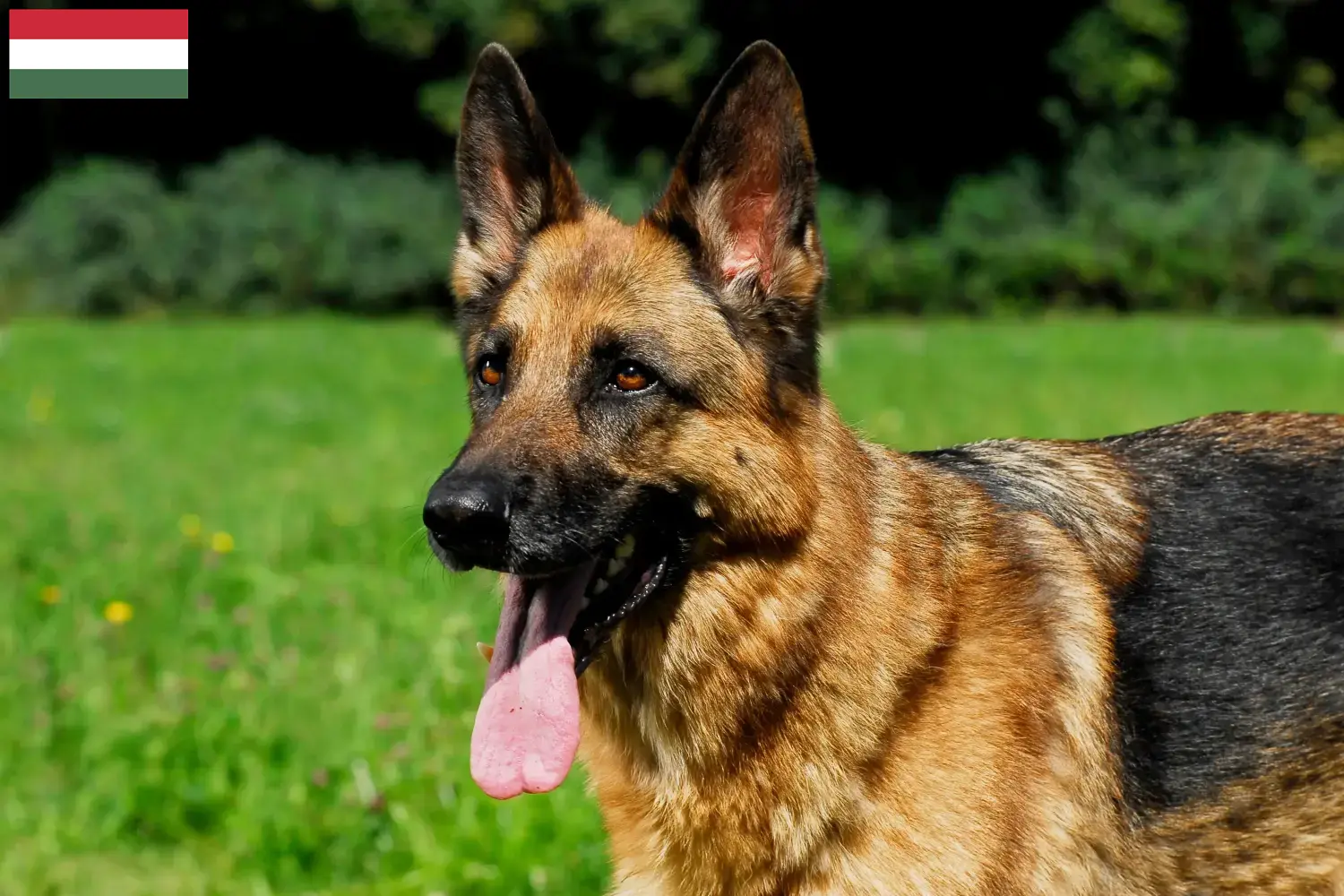 German Shepherd Puppies and Breeder Hungary Here you can find German Shepherd Dog breeders in Hungary.