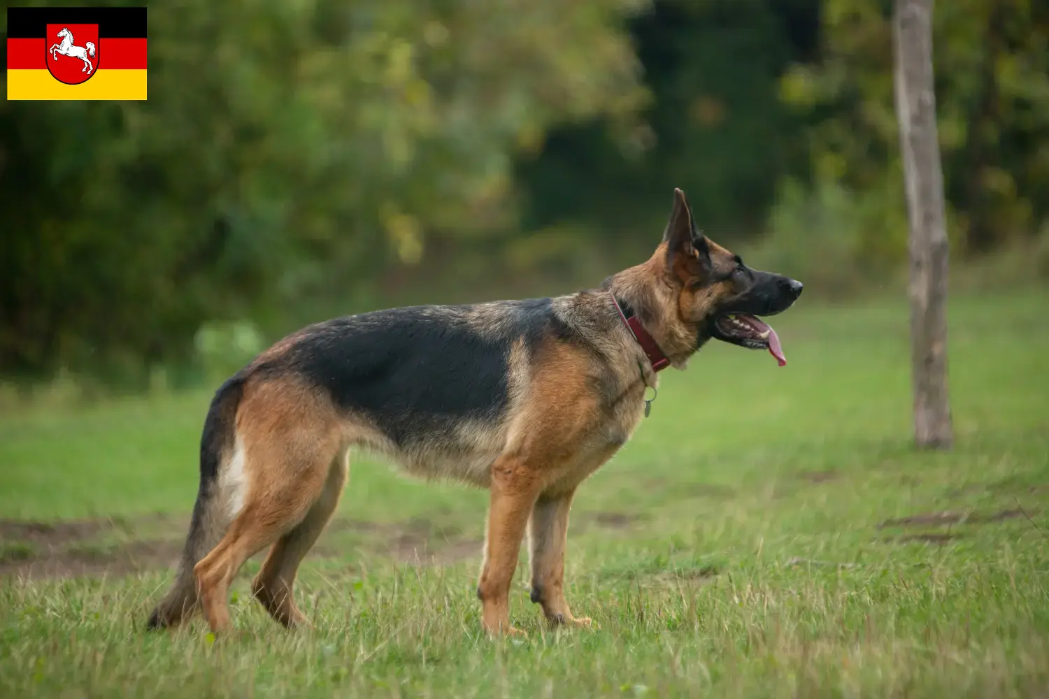 German Shepherd Puppies and Breeder Lower Saxony Here you can find German Shepherd Dog breeders in Lower Saxony.