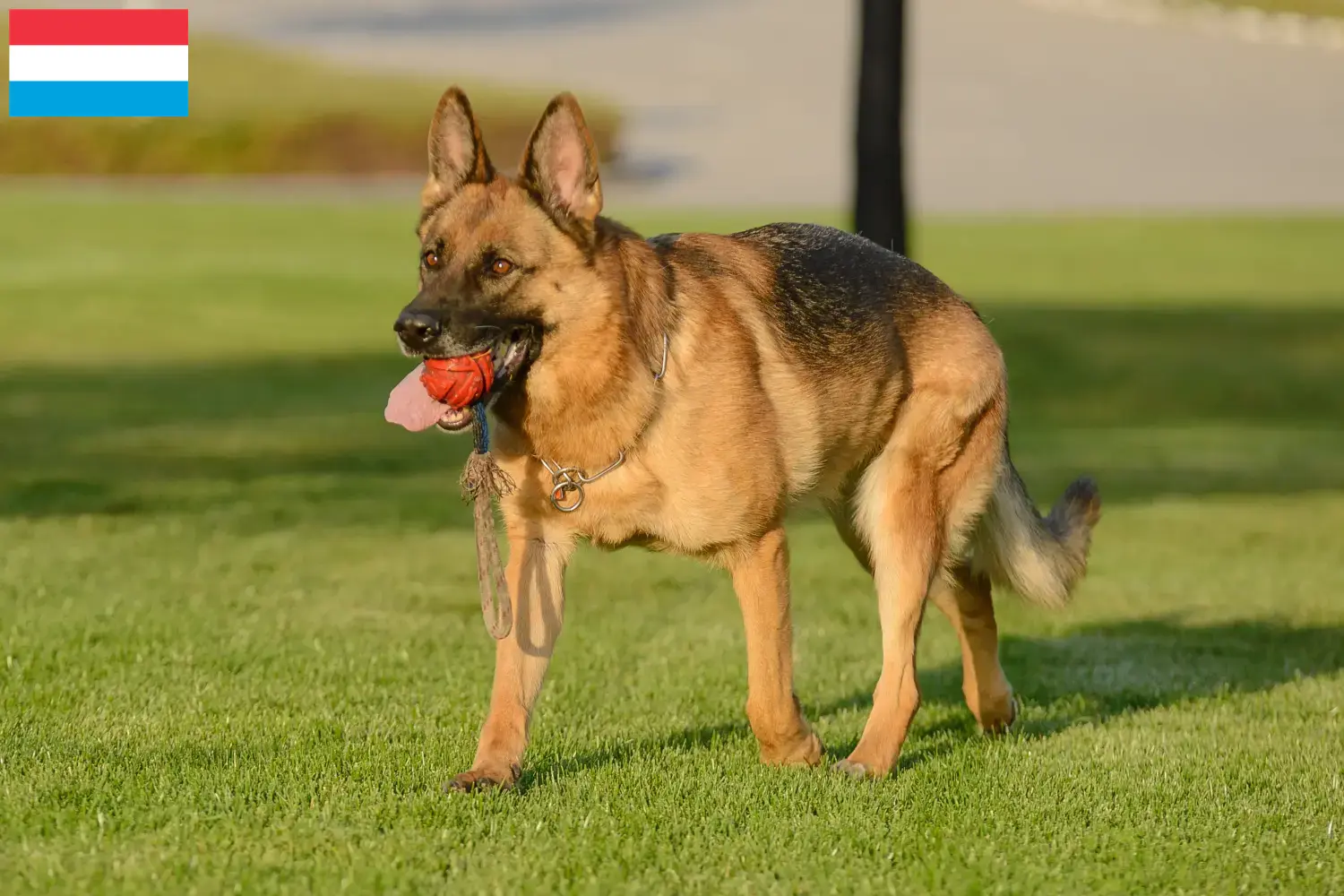 German Shepherd Puppies and Breeder Luxembourg Here you can find German Shepherd Dog breeders in Luxembourg.