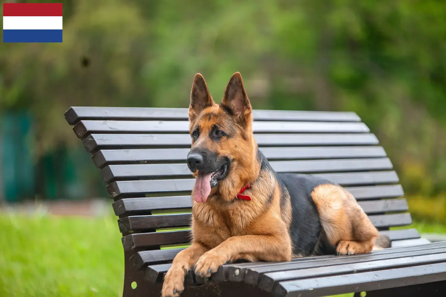 German Shepherd Puppies and Breeder Netherlands Here you can find German Shepherd Dog breeders in the Netherlands.