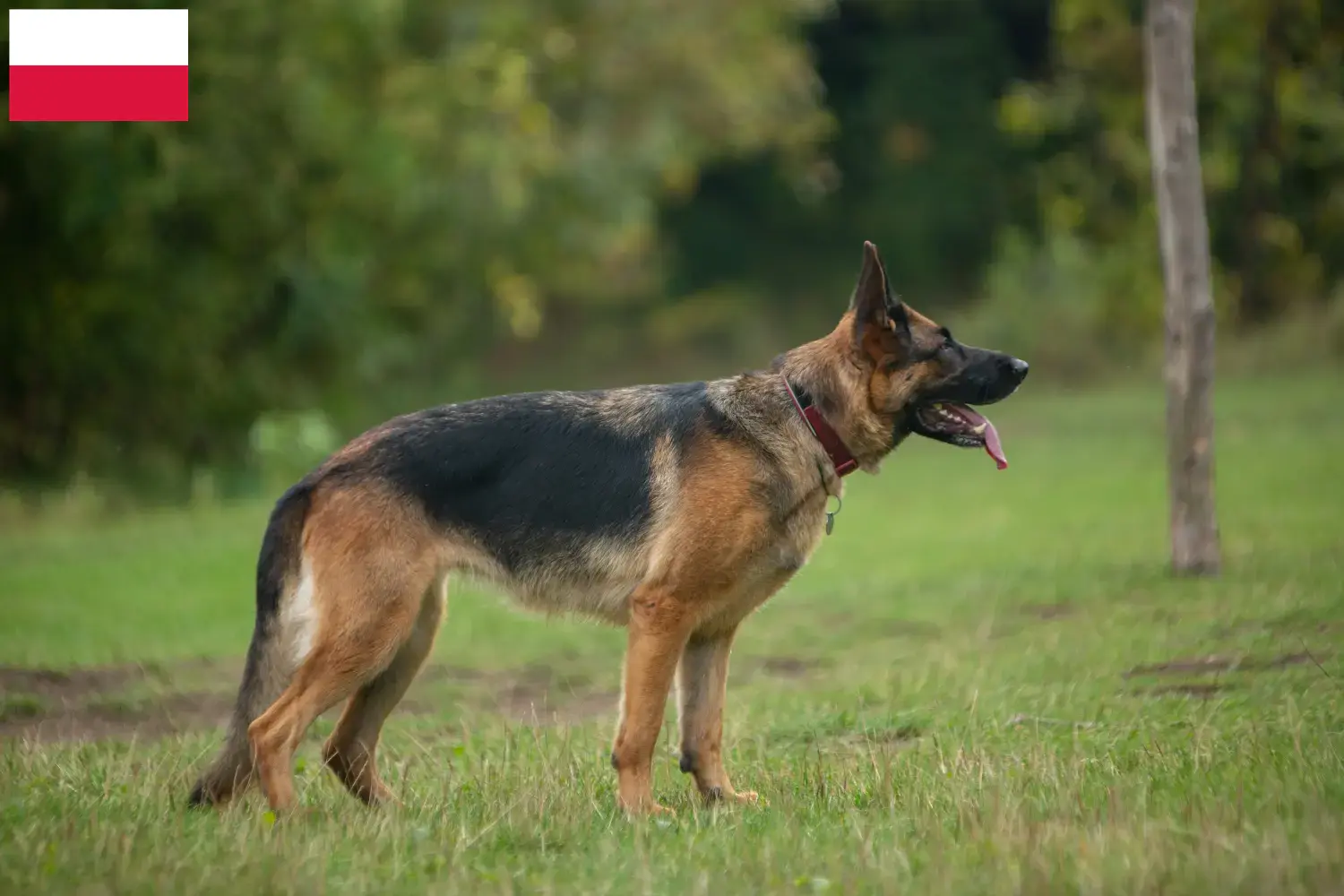 German Shepherd Puppies and Breeder Poland Here you can find German Shepherd Dog breeders in Poland.